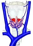 喉和甲状腺前面观，示甲状腺上、中、下静脉以及颈内静脉和头臂静脉