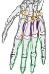 手掌，示掌浅弓、掌深弓、掌心动脉以及指掌侧总动脉和固有动脉