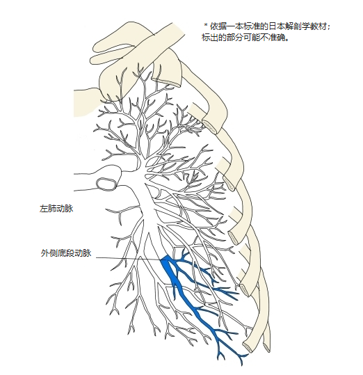 左肺肺动脉前面观,外侧底段动脉以蓝色表示