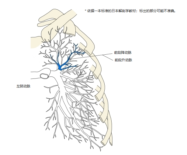 左肺肺动脉前面观,前段降动脉和前段升动脉以蓝色表示