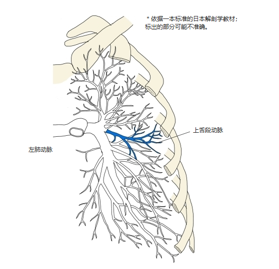 左肺肺动脉前面观,上舌段动脉以蓝色表示