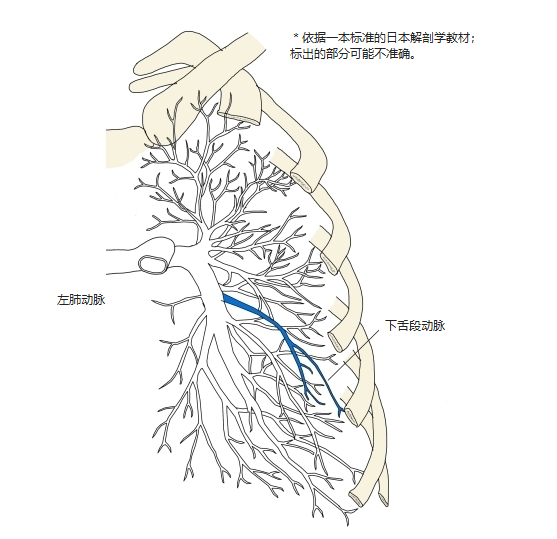 左肺肺动脉前面观,下舌段动脉以蓝色表示