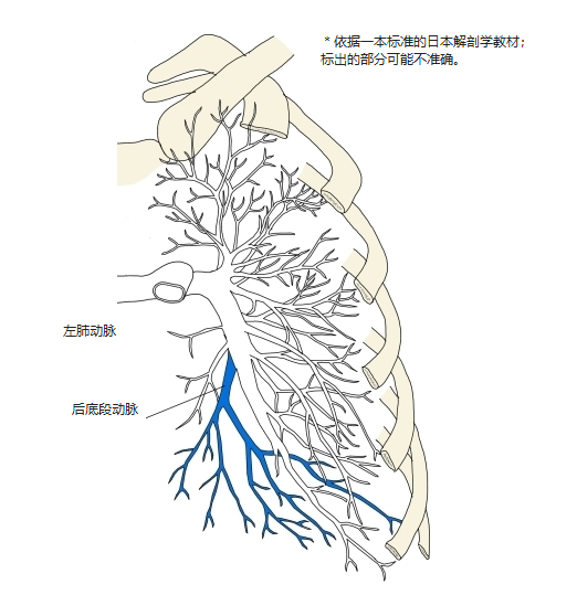 左肺肺动脉前面观,后底段动脉以蓝色表示