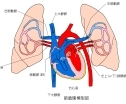 两肺之间的心，示肺动脉、肺静脉和上、下腔静脉