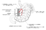 胃，胃左动脉主干以红色表示，并说明其走行