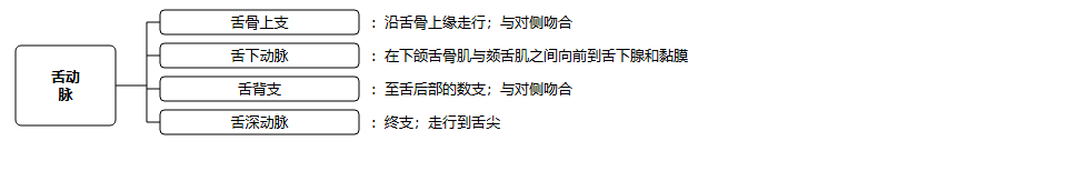 舌动脉的分支及其分布区的图表