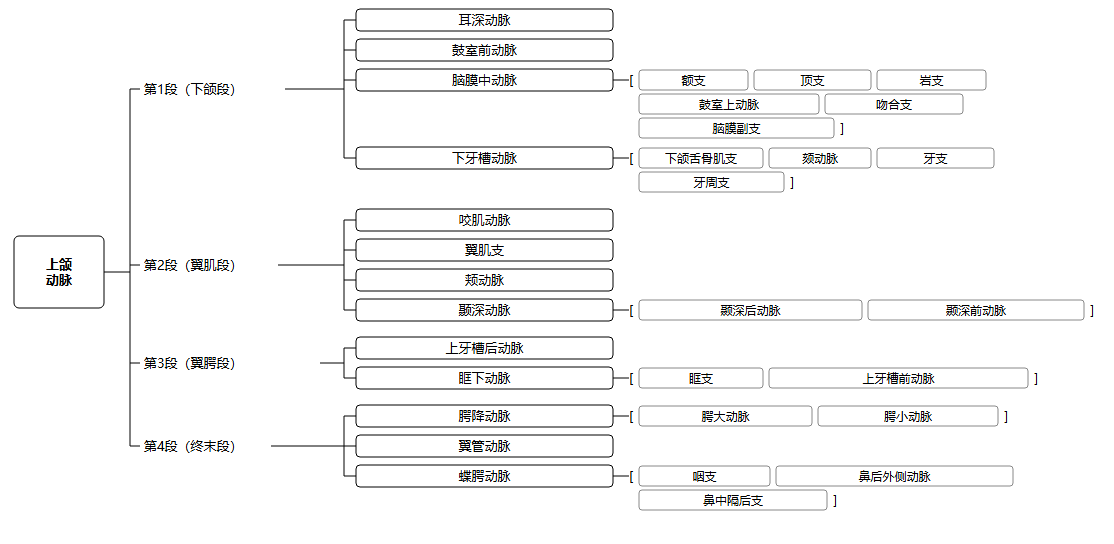 分为四部分的上颌动脉分支及其较小分支的树状图