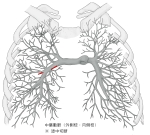 两肺内的肺动脉，突出显示右肺中叶动脉