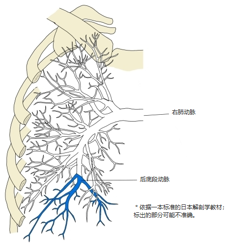 右肺肺动脉前面观,后底段动脉以蓝色表示