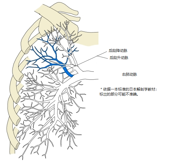 右肺肺动脉前面观,后段降动脉和后段升动脉以蓝色表示