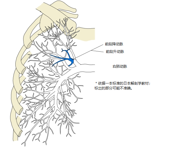 右肺肺动脉前面观,前段降动脉和前段升动脉以蓝色表示