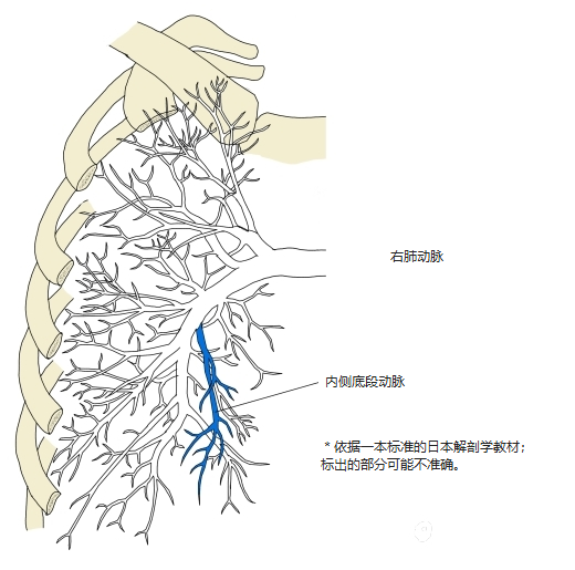 右肺肺动脉前面观,内侧底段动脉以蓝色表示