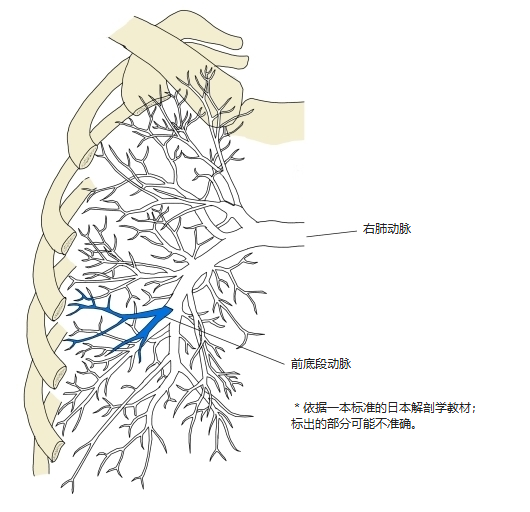 右肺肺动脉前面观,前底段动脉以蓝色表示