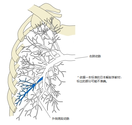 右肺肺动脉前面观,外侧底段动脉以蓝色表示