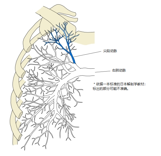 右肺肺动脉前面观,尖段动脉以蓝色表示