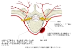 胸椎及从胸主动脉发出的肋间后动脉