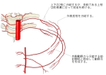 肋间后动脉向前走行，与肋间前支吻合
