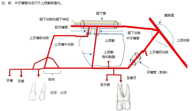 上牙槽前、中、后动脉及其所走行的牙槽管的模式图