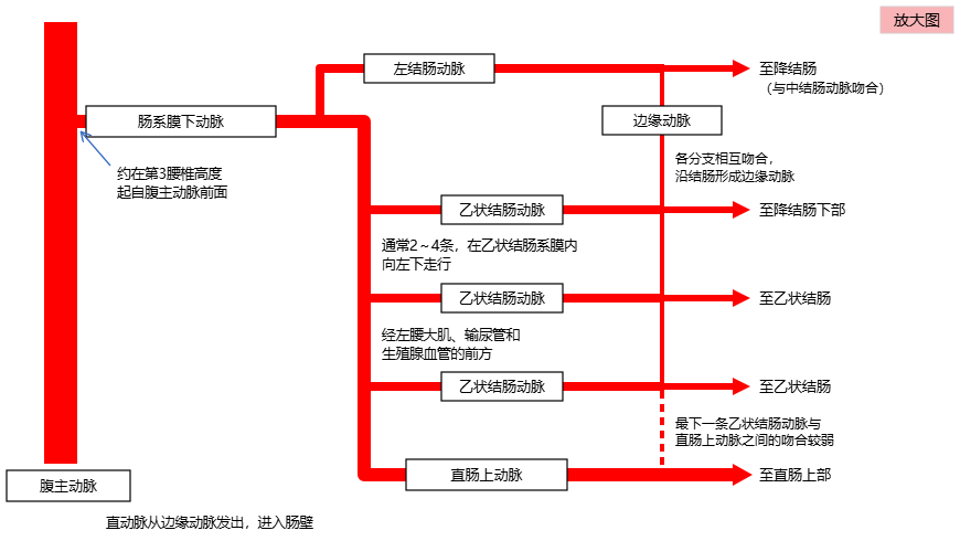 肠系膜下动脉从腹主动脉发出的模式图，示左结肠动脉、2～4条乙状结肠动脉、直肠上动脉和边缘动脉及其去向。