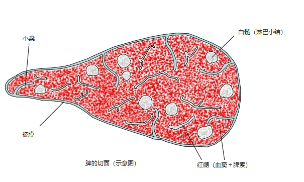 脾的切面,示被膜、小梁、白髓和红髓