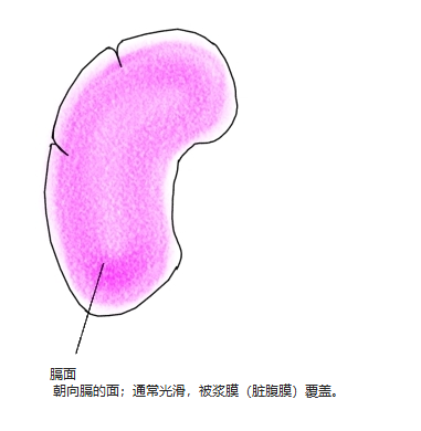 脾朝向膈的光滑隆凸面