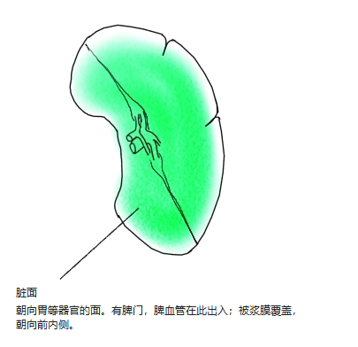 脾朝向胃、肾和结肠的凹面,有脾门