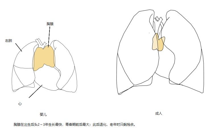 心前方的胸腺,婴儿时大,成人时小