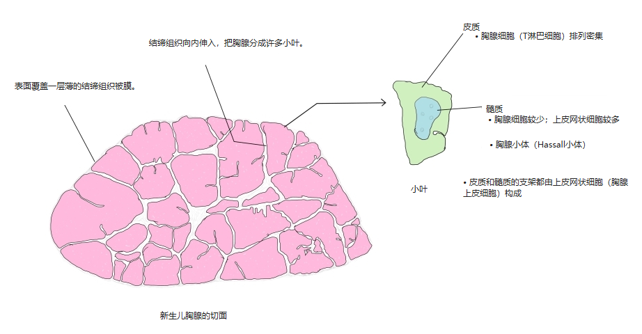 新生儿胸腺分为小叶的切面,放大的小叶示皮质和髓质