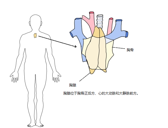 胸骨后方、心的大血管前方的胸腺