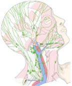 腮腺、乳突、枕、下颌下、颏下和颈部的淋巴结。