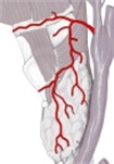 甲状腺