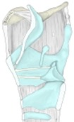 在正中线切开的喉支架,示楔状软骨和小角软骨以及前庭襞和声襞。