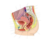 女性盆腔的正中切面，示子宫、输卵管、卵巢、膀胱、尿道、阴道、直肠和输尿管。