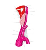 从左前方看喉和气管，示甲状腺、颈动脉和主动脉弓。