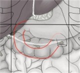 位于脐区和腹上区的十二指肠,以及肝、胃、横结肠和空肠。