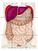 腹部的九个分区:季肋区、腹上区、外侧区(腰区)、脐区、腹股沟区(髂区)和腹下区。