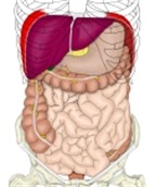 腹腔器官，示位于肝下方的胆囊。