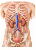 肾、输尿管和膀胱,以及肾上腺、腹主动脉、下腔静脉和肾血管。