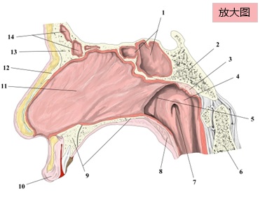 鼻腔（切面1）：编号插图