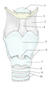 喉软骨（前面观）
