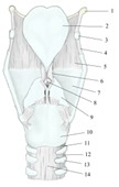 喉软骨（后面观）