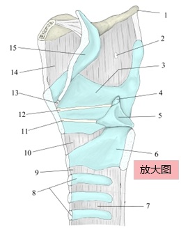 喉软骨（正中切面）：编号插图