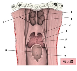 咽（纵切面）：编号插图