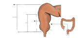 从骶岬到肛提肌的直肠,示上部、下部和壶腹。