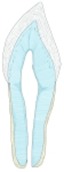 下颌切牙的矢状切面,示牙冠、牙颈、牙根、釉质、牙本质、牙骨质、牙髓腔和根管。