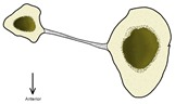 由骨间膜相连的胫骨体和腓骨体横切面
